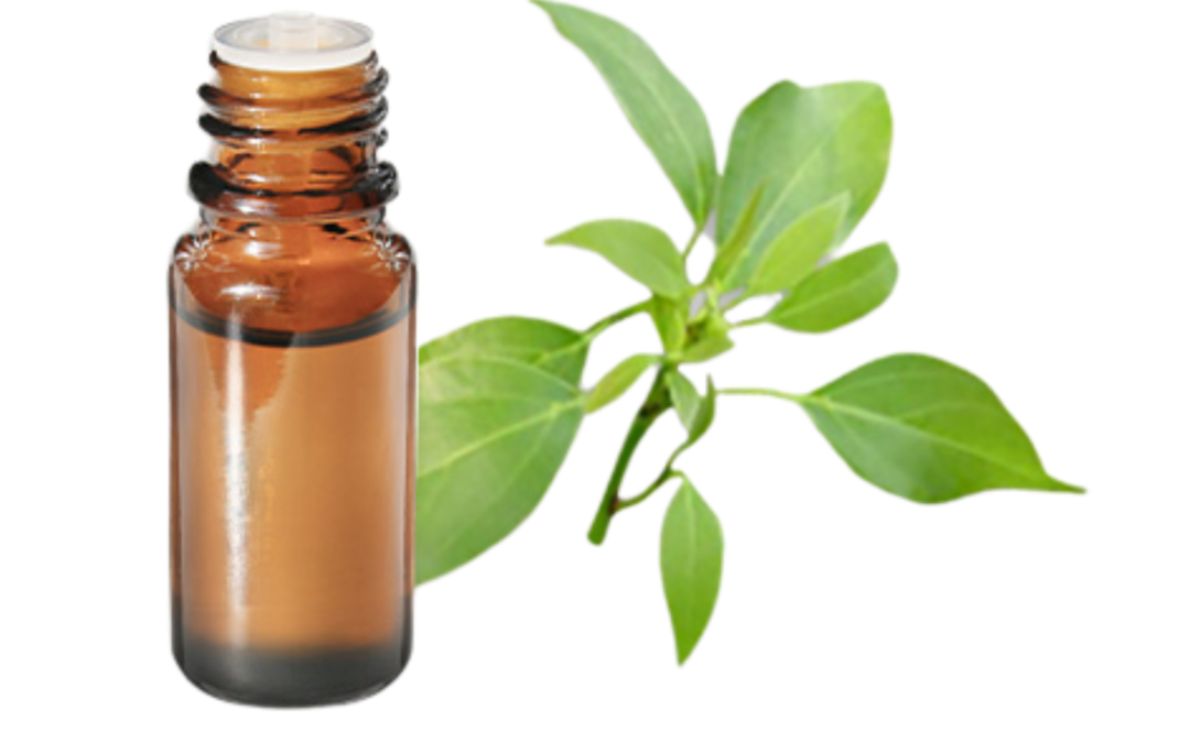 Renforcer l’immunité naturellement grâce à l’huile essentielle de Ravintsara