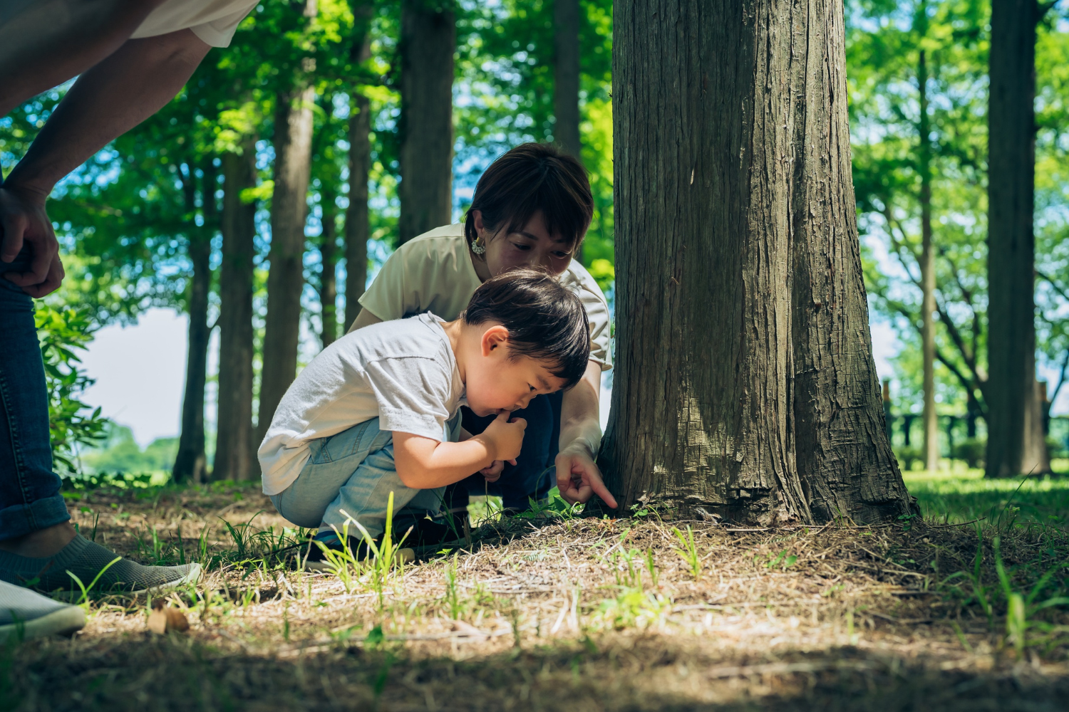 La forêt et le retour à soi